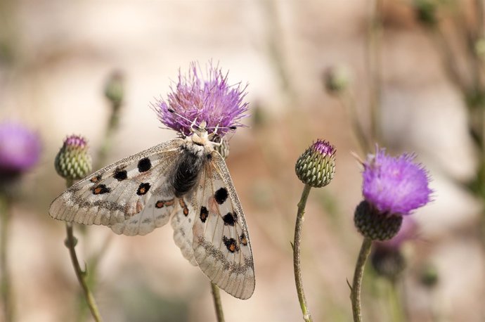 Mariposa de la especia Parnassius apollo ssp