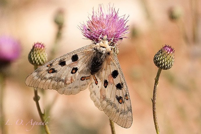 Mariposa Parnassius apollo ssp. 