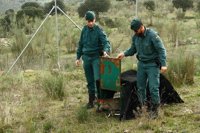 Hallado muerto un ejemplar de lince ibérico en Valencia de las Torres (Badajoz)