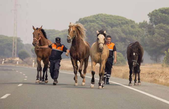 Caballos rescatados del incendio junto a Doñana