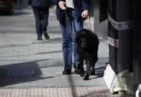 Aprobada la ley de acceso con perros de asistencia