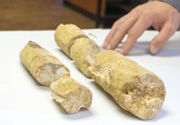 Hallan restos de un elefante prehistórico en Villabermudo (Palencia)