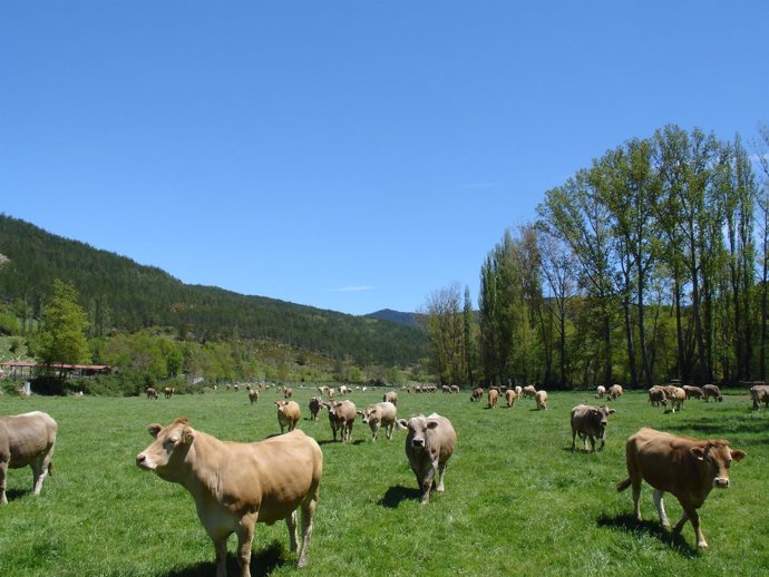 Vacas en La Garcipollera       