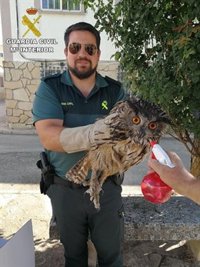 La Guardia Civil recupera un Búho Real en Sacecorbo (Guadalajara)