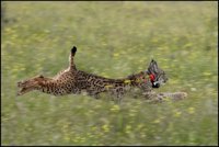 El incendio de Doñana afecta a las áreas de campeo de tres hembras territoriales de lince ibérico