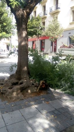 Caída de una rama de grandes dimensiones en la plaza Concepción Arenal de Huesca