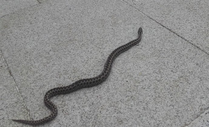 Foto: Víbora Venenosa Vigo