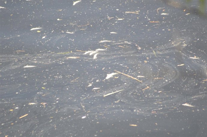 Peces muertos por el vertido de orujo en Córdoba