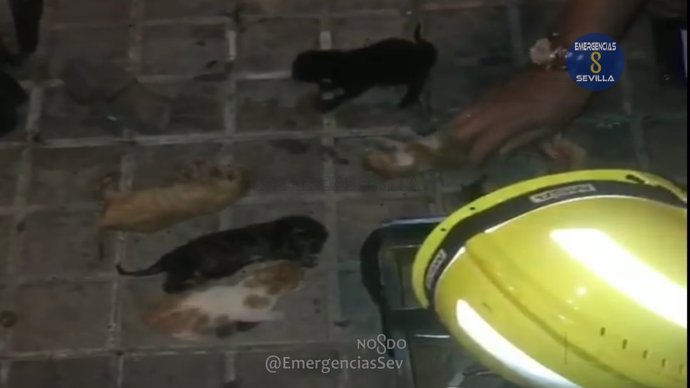 Gatos rescatados de la basura.