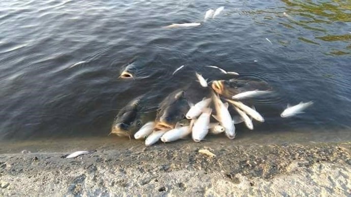 Peces muertos en el Guadalquivir por el vertido de orujo