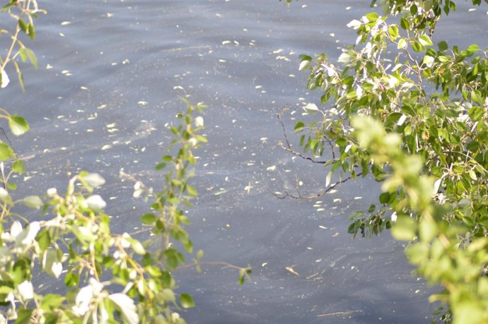 Peces muertos en el río por vertido de orujo