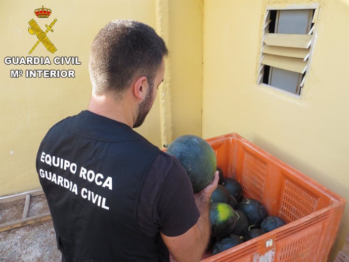 Investigadas dos personas por robo de sandias en Sagunto