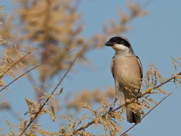 Macho de alcaudón chico