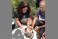 Álava continúa con la conservación del águila Bonelli reintroduciendo nuevos pollos en la Sierra de Árcena