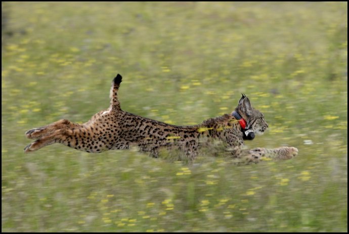 Lince en el centro de cría en cautividad El Acebuche. 