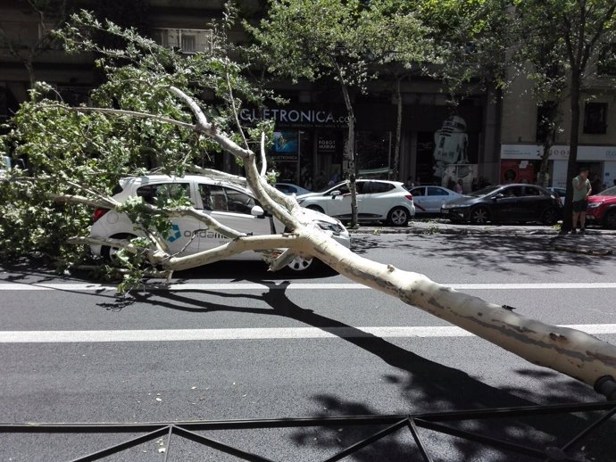 Cae un árbol sobre un coche de Onda Madrid