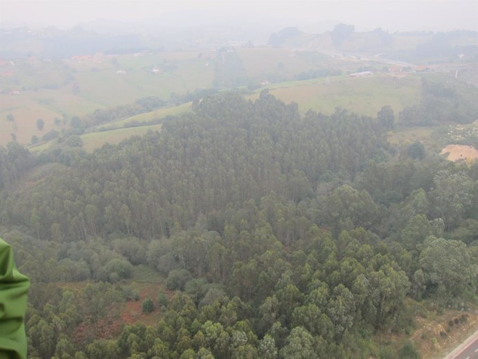 Bosque de eucaliptos