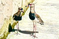 Terra Natura Benidorm acoge nuevos inquilinos con dos parejas de urraca de San Blas y una de tero