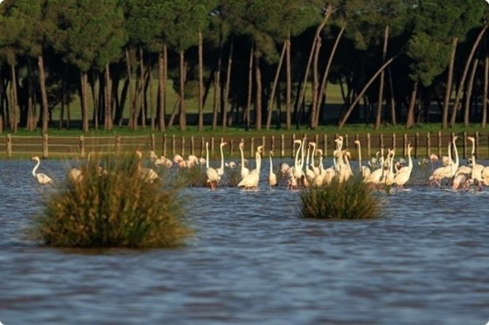 Parque de Doñana