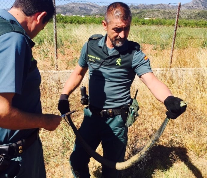 Agentes liberan a una culebra bastarda 