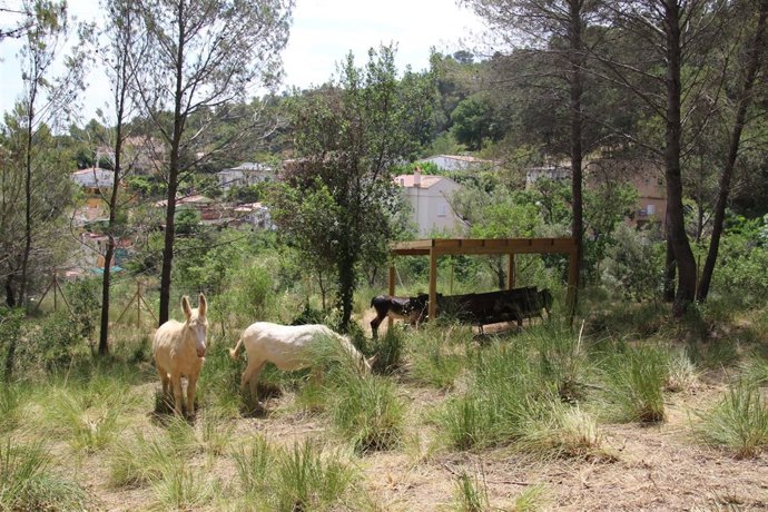 Sant Boi inicia una prueba piloto de limpieza forestal con la ayuda de burros