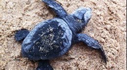 Un exemplar de tortuga babau ('Caretta caretta')
