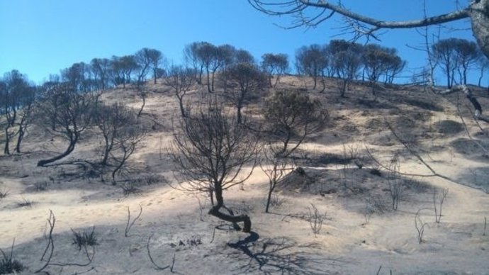 Incendio en Doñana ha afectado a zonas de alto valor ecológico