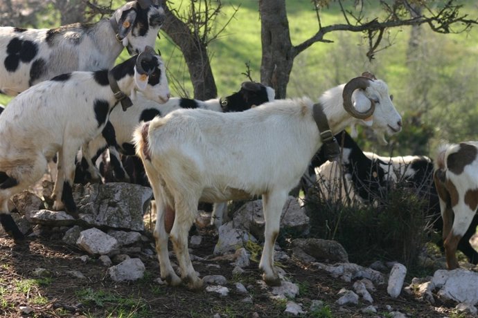 Ramat de cabres de Rasquera