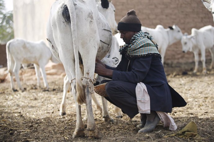 Un pastor fulani ordeña a una vaca