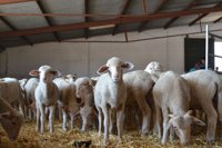 La finca La Cocosa de la Diputación de Badajoz subasta 154 hembras y 18 machos ovinos de pura raza merina