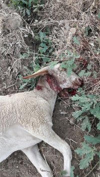 Nuevo ataque de lobos en Luelmo (Zamora) con once ovejas muertas