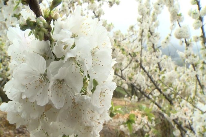 Cerezo en flor en el Valle del Jerte
