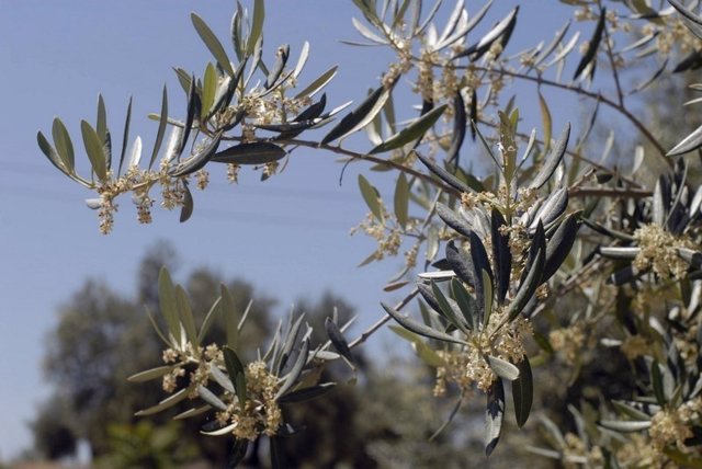 Olivo en floración