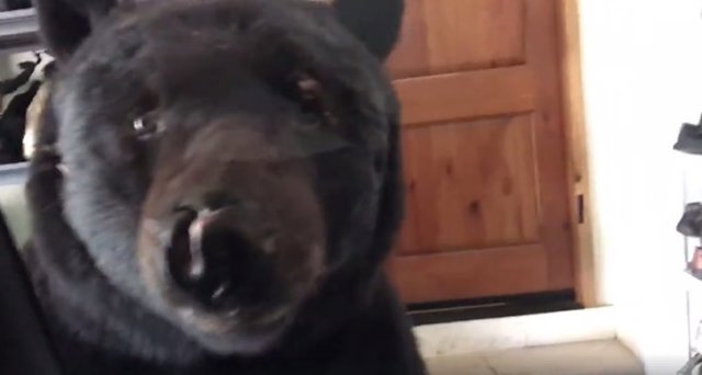 Un oso se cuela en un garaje y deja atrapada en el coche a la dueña de la casa