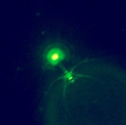 Simulación de virus aislado