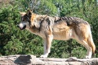 El Proyecto para el Censo del Lobo Ibérico pide a C-LM medidas "inmediatas" para su protección