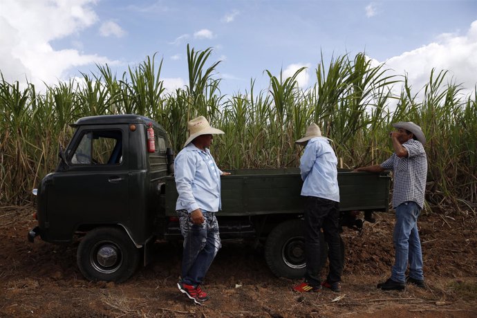 Cosecha de azúcar en Cuba