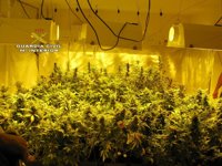 Detenidas seis personas por vender cannábicos en una asociación pro legalización de Mairena del Aljarafe (Sevilla)