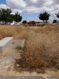 PP urge medidas ante la "crecida de matorrales con riesgo de incendios y aparición de ratas" en Sevilla