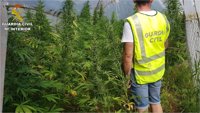 Tres detenidos por cultivar 265 plantas de marihuana en Pedreguer, algunas escondidas en un bancal cavado