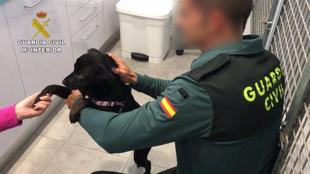 Perro rescatado por la Guardia Civil en mayo 