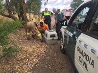 Recuperados en Badajoz tres perros atados y abandonados en "pésimas condiciones sanitarias"