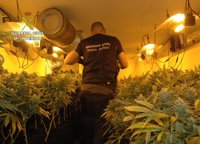 Detenidos tres individuos con más de medio millar de plantas de marihuana y 200 esquejes