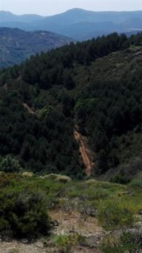 Ecologistas alerta de la tala de unos 14.000 pinos en Montejo de la Sierra y Medio Ambiente alega que es necesario