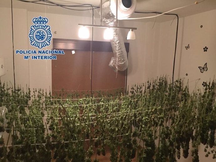 Plantación de marihuana en una vivienda de Motril 