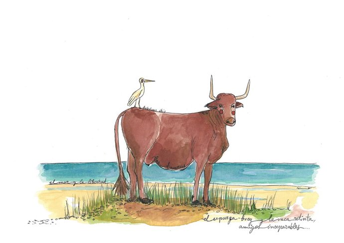 Acuarela vaca retinta