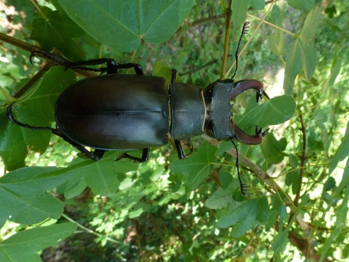 Escarabajo 'ciervo volante'