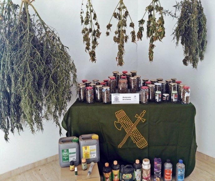 "Detenido Un Vecino De Monterrubio De La Serena Por Cultivo De Marihuana"