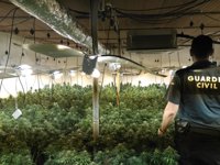 Intervenidas más de mil plantas de marihuana en dos viviendas de Santa Fe y Arenas del Rey