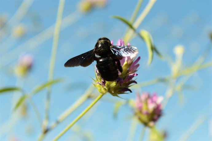 El abejorro Xylocopa violacea, un polinizador común de la península Ibérica 
